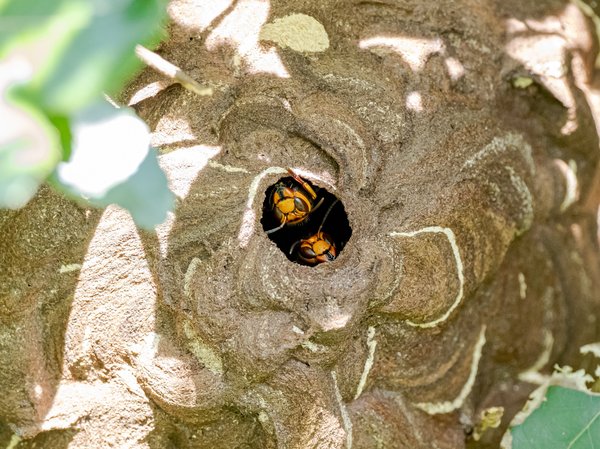 Éradication des nids de frelons et de guêpes dans les Yvelines : une nécessité absolue
